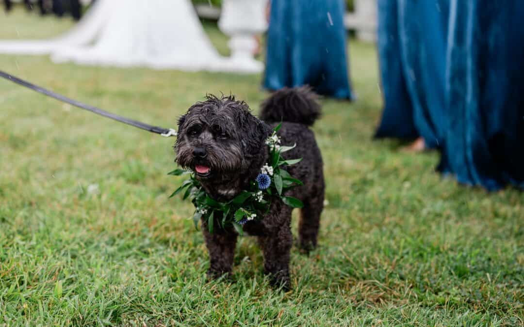 A small black dog on a leash, wearing a floral collar, stands on wet grass with people in blue dresses in the background.